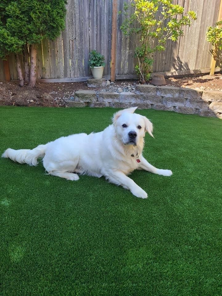 Golden retriever resting on clean, pet-friendly artificial turf in a fenced backyard