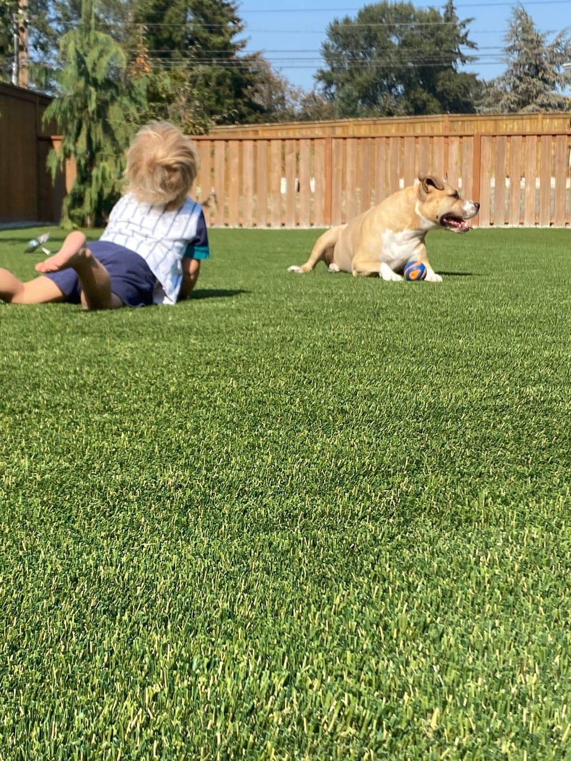 A child and a dog playing on a clean artificial grass backyard lawn