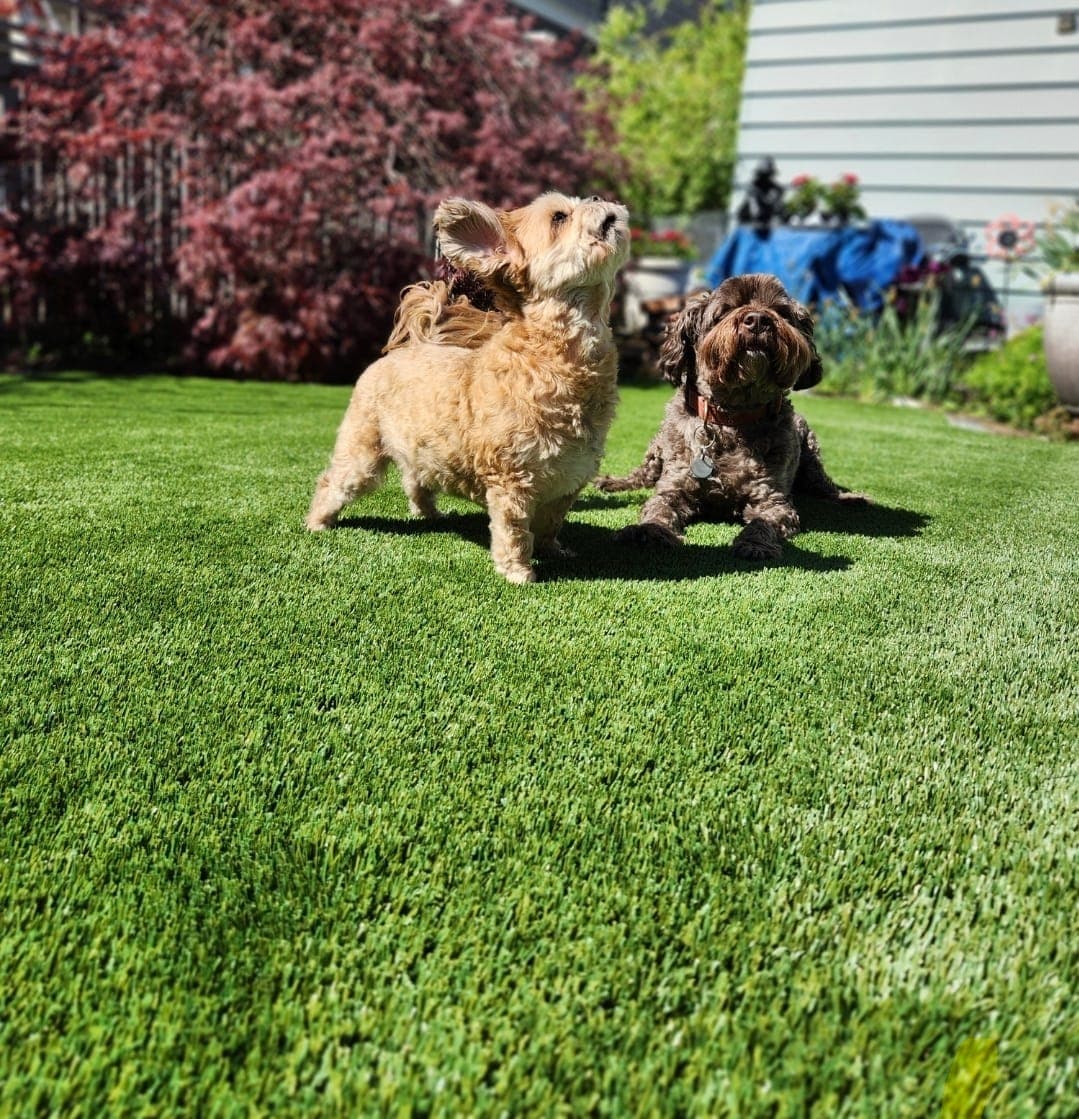 Two dogs playing on durable, easy-to-clean artificial pet turf in a backyard